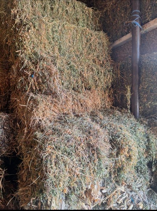 Vând baloți lucernă 2025