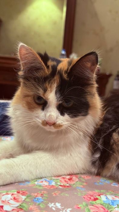 Отдам трехцветную кошку в хорошие руки