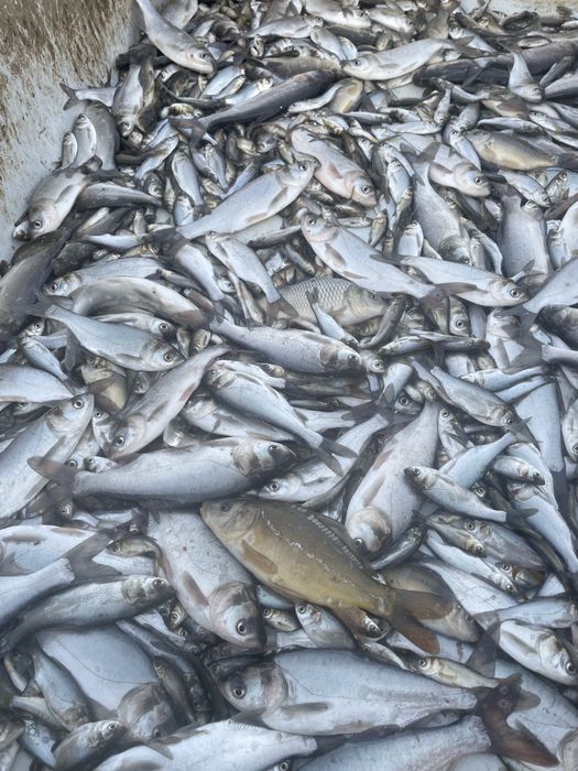 Puiet de peste vara 1