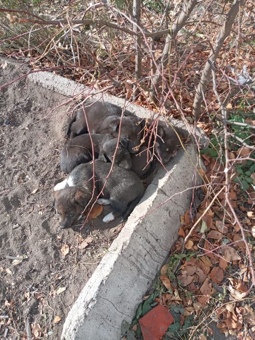 отдам щенят в добрые руки