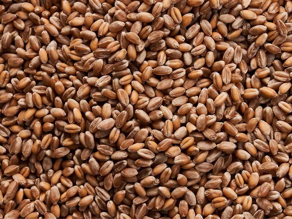 Vand Porumb boabe si grau 2025