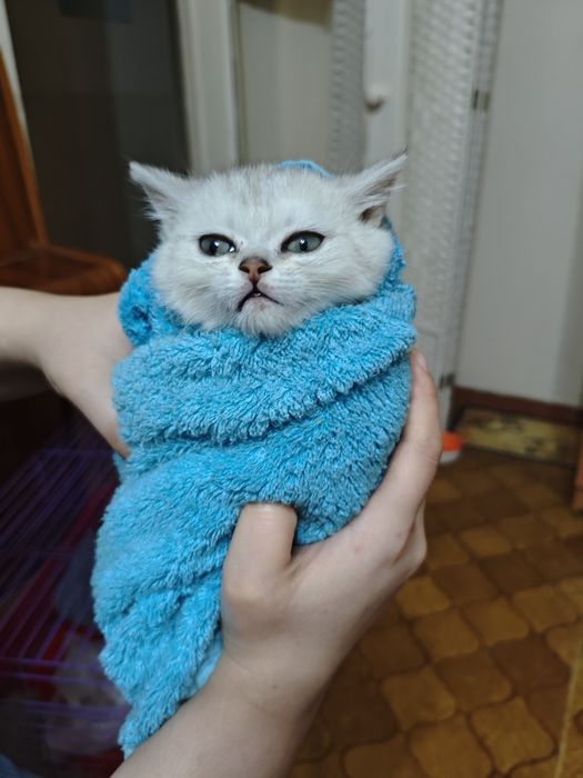 КотЯТки СЕребряныЕ ЧудныЕ