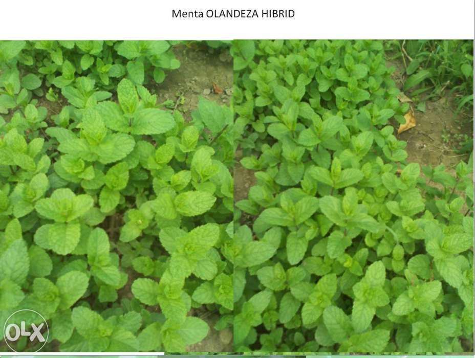Hibrid special pentru culturi menta olandeza
