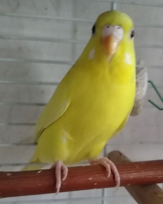 Продам   волнистых попугаев и неразлучника