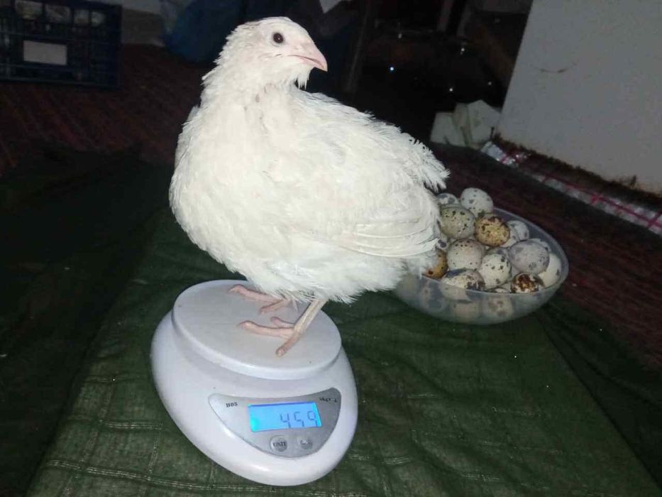 Бедана   сотилади