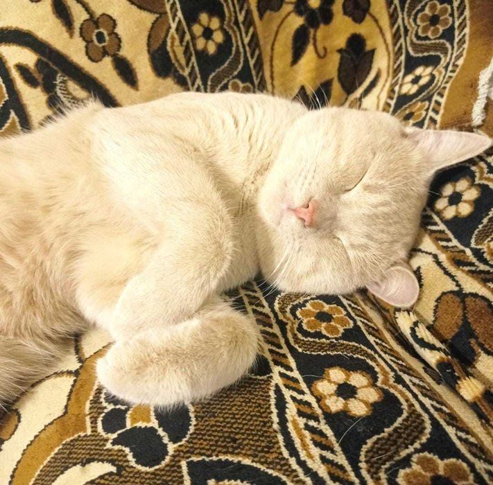 Красавец котик ждет владельца!