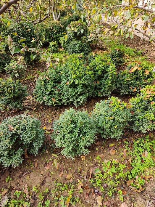 Шамшот буталари сотилади.