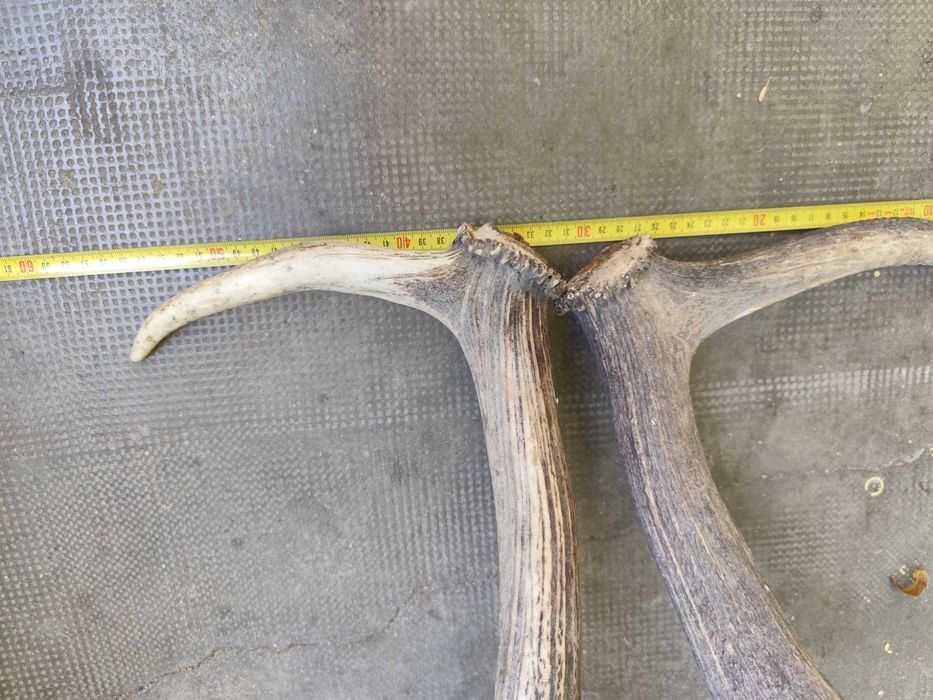 Trofeu vanatoare 2,2kg