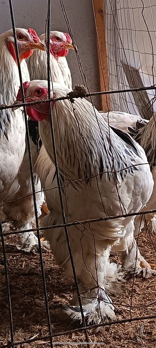 Vând Cocoși Brahma  serie tananara