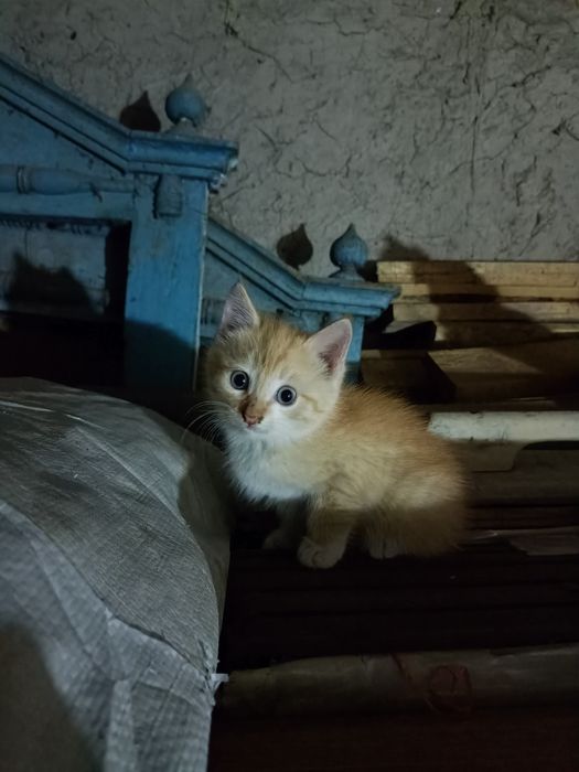 Отдам котят в добрые руки