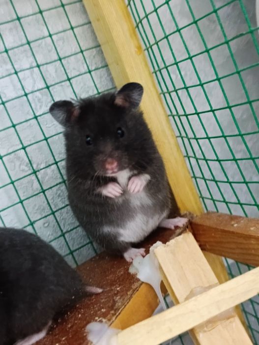 Hamyak Sirinskiy sotiladi