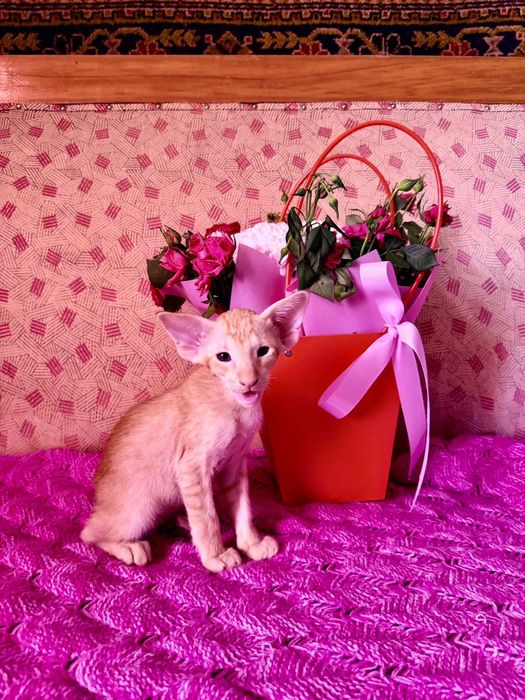 Ориентальные котчта