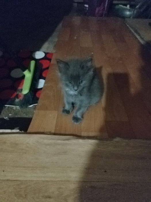 4 котенка в добрые руки