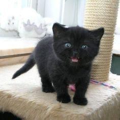 British Black jucaus