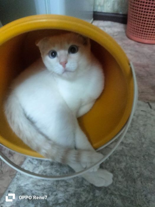 Бесплатно! Отдам кошечку в добрые руки