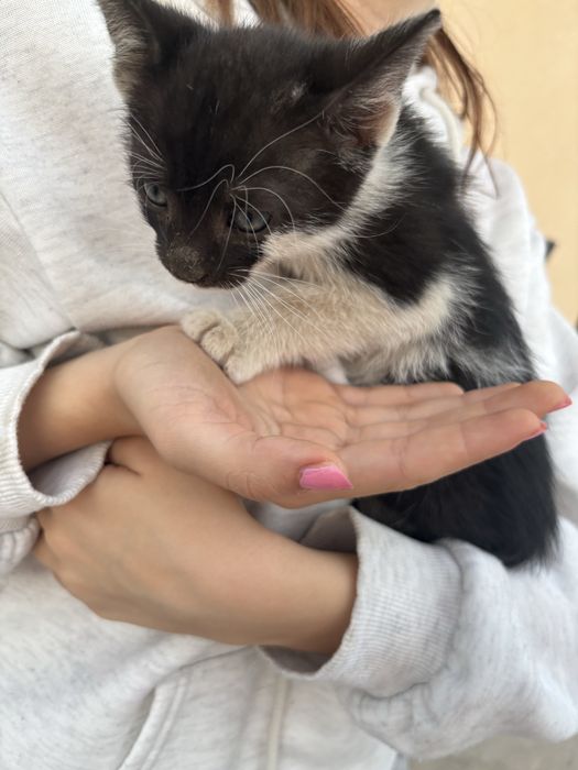puiuti pentru adoptie