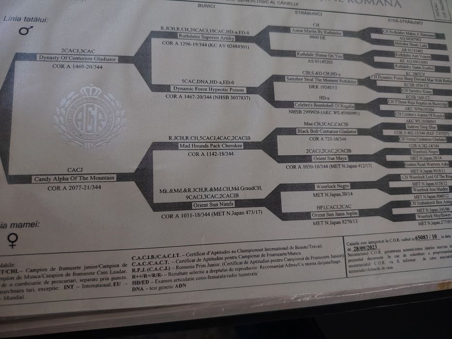 Akita american cu pedigree