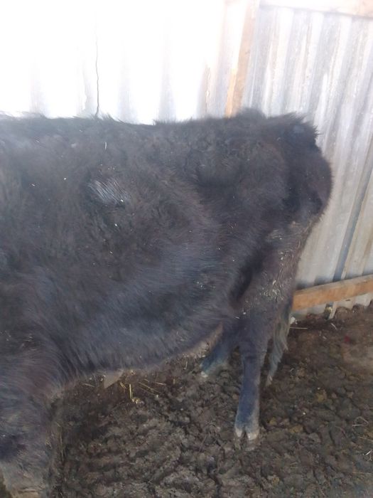 Сиыр сатылады. .