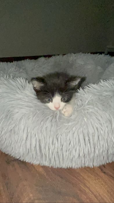 Отдам в добрые руки котенка