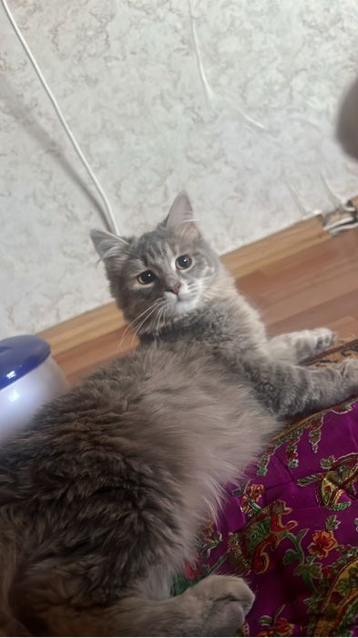 Отдам бесплатно кошку примерно 7-8 месяц