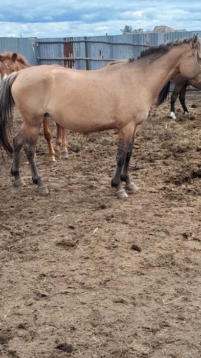 Продам кунандар жеребчики