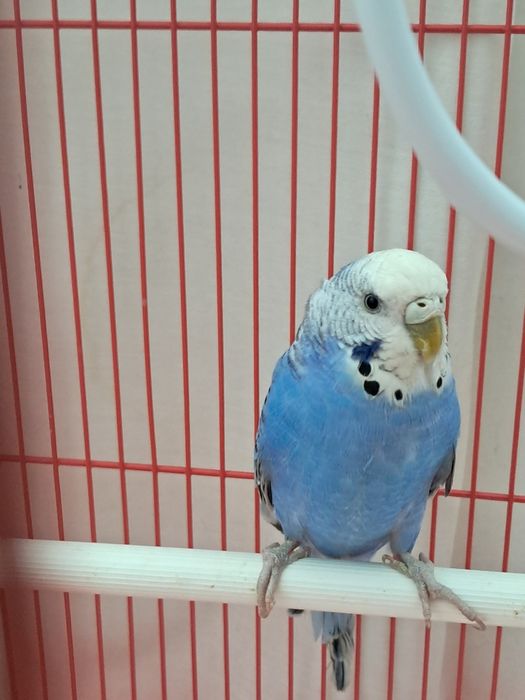 Vând perus criminal