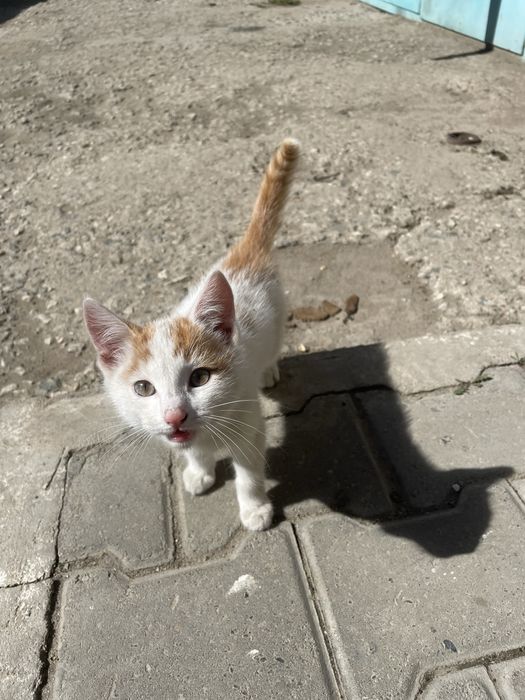 Отдам котенка в хорошие руки