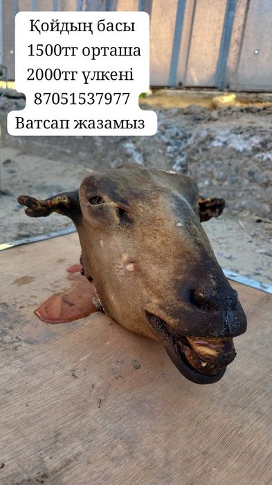 Қойдың басы сатылады