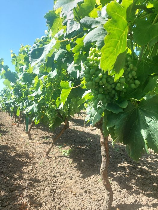 Мото блок ,,Акме" много добро състояние. Продава се комплект с оригин