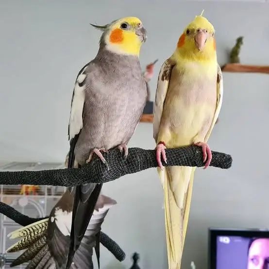 Попугай корелла