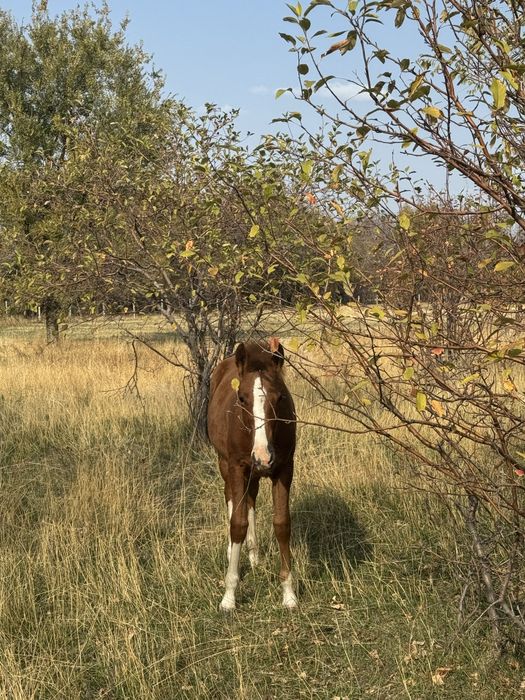 Продам кабылку 9 месецов