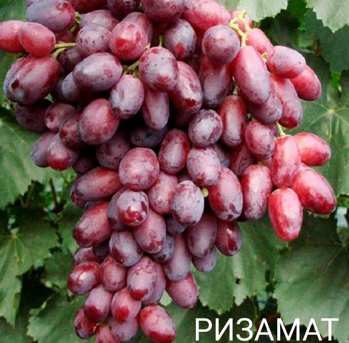 Саженцы винограда «Ризамат»