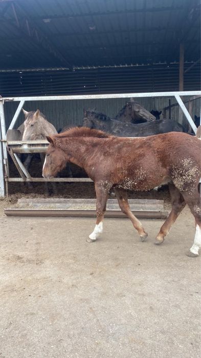 Продается Жабагы