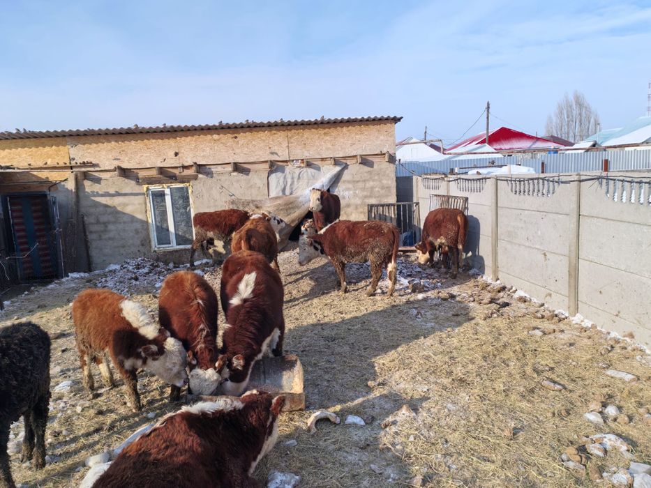 Сиыр сатыладыыыы