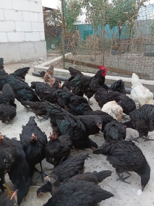 Продам  петухов австерлоп