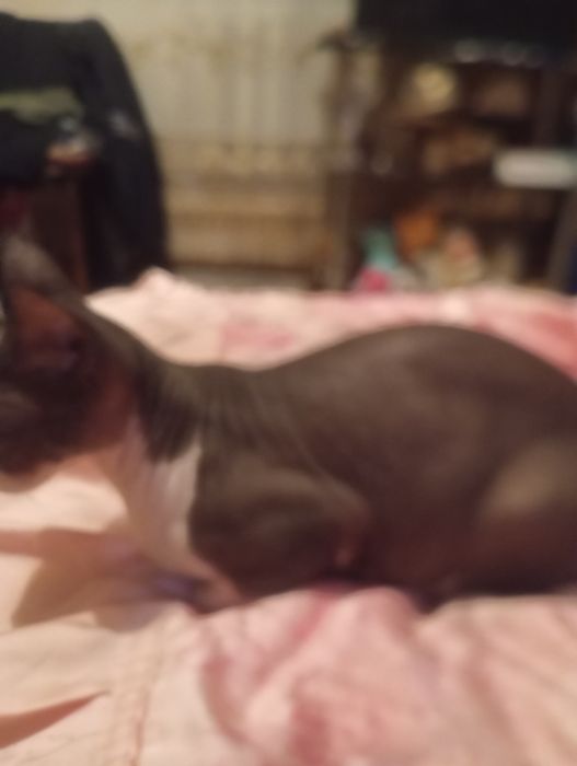 Сфинкс кошка  молодая