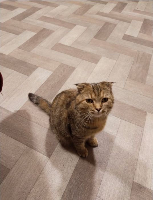 Пристраиваеться в хорошие руки