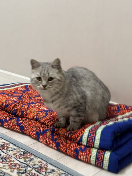 Ищем жену опытному шотландскому коту