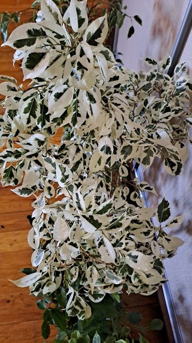 Продам комнатные цветы