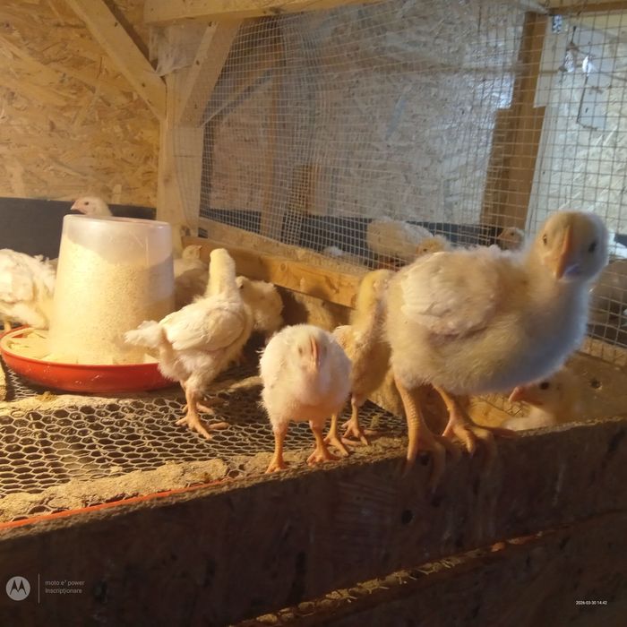 Pui de carne la 2 și 3 saptamanind pui