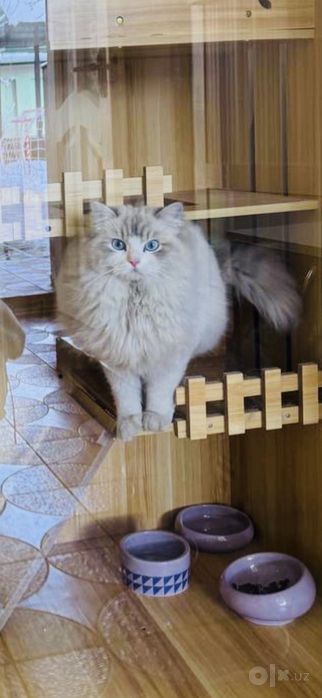 Продаются чисто кровный американский рег долл кот и кошка