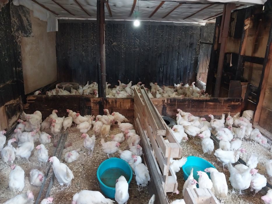 Куры несушки белые молодые