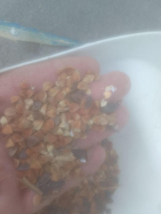 Зерноотходы Отходы Отруби Овёс Полова