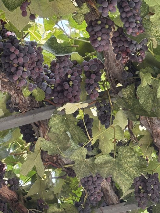 Продам виноград винный сорт Изабелла