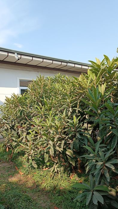 Mushmula mevali darxtlar