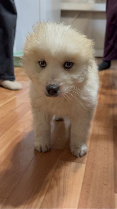 Продам щенят Хаски