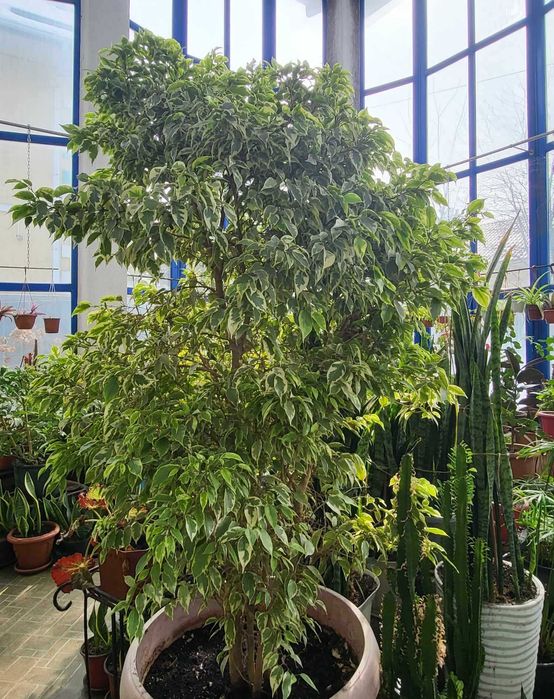 Продам роскошные фикусы