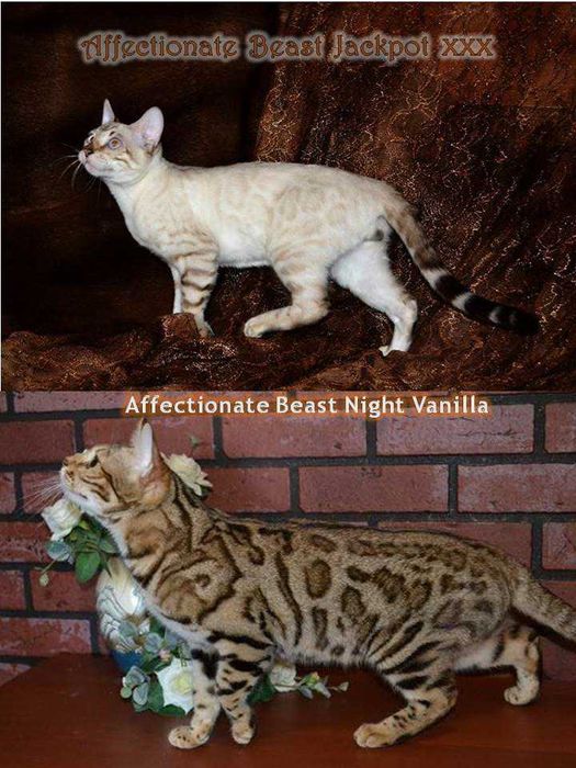 Малыш бенгалёныш