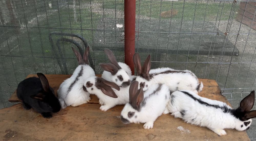 Disponibili pui de fluture german