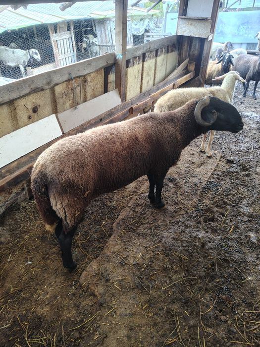 Агнета ,шилета , коч на 2години